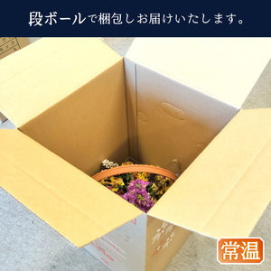 a10-1174 季節のおまかせ寄せ植えバスケット