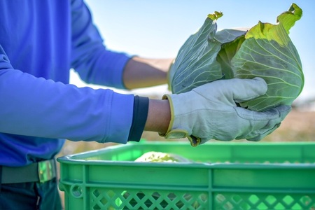 b120-043 【定期便 全12回】ジモベジ 野菜 セット