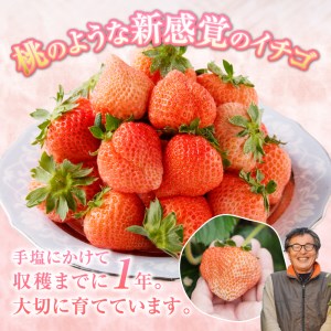 a10-586 いちご 「 桃薫 」～ 桃の香り ＆ 食感 ～4パック | 静岡県 