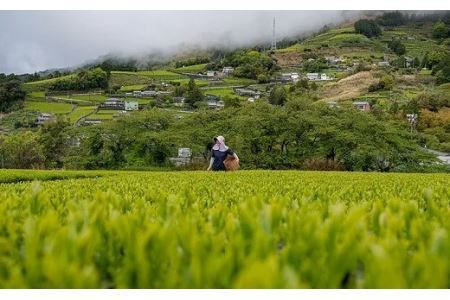 UCC「深蒸し静岡煎茶」2箱24杯分ドリップポッドカプセル（マシン別）互産互生機構 深蒸し茶 6033