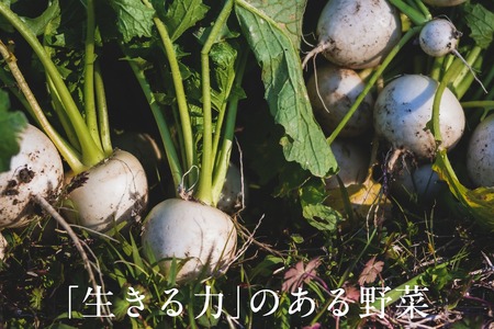 オーガニック野菜Mセット(8~10種類) 有機JAS認証 有機野菜 6147