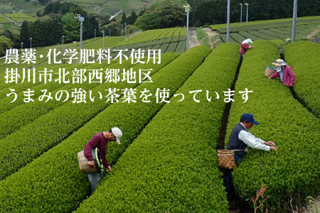 有機栽培 深蒸し掛川茶 於愛の方 50g×3袋 5940