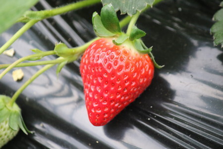 ジャム 手作り 紅ほっぺ いちごジャム 140ｇ×4本 はたけのジャム 5910(12/1頃順次発送)