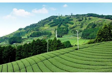 「極美」100g×3袋 三重大製茶 煎茶 茶葉 お茶 緑茶 掛川茶 1931