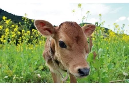 飲むヨーグルト145ml×10本 しばちゃんちのジャージー牛乳 柴田牧場 6171