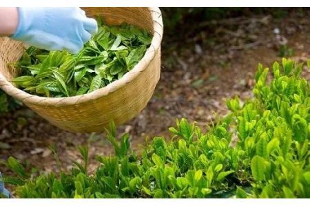 手摘み深蒸し掛川茶100g×3缶 煎茶 茶葉 お茶 緑茶 掛川茶 1939