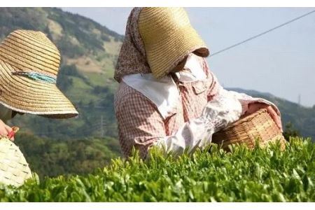 手摘み深蒸し掛川茶100g×3缶 煎茶 茶葉 お茶 緑茶 掛川茶 1939