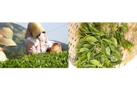 世界農業遺産 ( 茶草場農法 )「 深蒸し掛川茶 」セット ギフト箱入(新茶・令和7年5月上旬より発送 ②令和6年度産:今すぐ発送) 美笠園 深蒸し茶 1942 1942