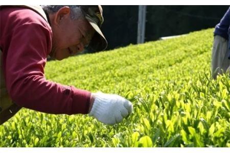 全国初の快挙！日本三大品評会 農林水産大臣賞受賞 三冠茶園 深蒸し掛川茶 200g×６袋 計1.2kg！ 美笠園 深蒸し茶 2041