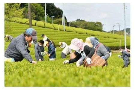 希少な「 手摘み 掛川茶 」 40ｇ × 4袋 ･ 計160ｇセット 深蒸し掛川茶  佐々木製茶 １８９０