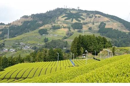 仕上技術競技会優勝受賞記念茶 80g×4本　煎茶 茶葉 お茶 緑茶 掛川茶  1891