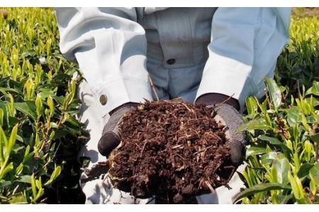 オーガニック掛川茶 100g×5本入　有機栽培 1898