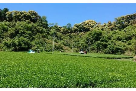 オーガニック掛川茶 100g×5本入　有機栽培 1898