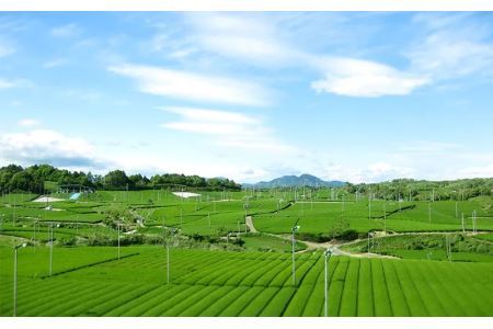 金印一番茶 200g×3袋セット 6448