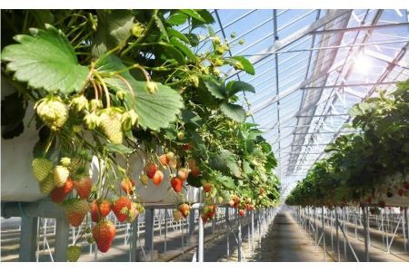 冷凍イチゴ 紅ほっぺ 2.2㎏（1.1g×2袋）完熟いちご ヘタなし スムージー アイス いちご 6377