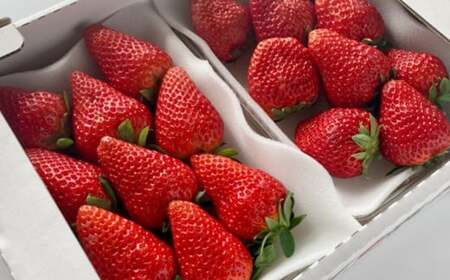 【26年1～2月頃順次発送】紅ほっぺ・すずの薫り各280g×2P 合計 1.12kg  完熟いちご 7121