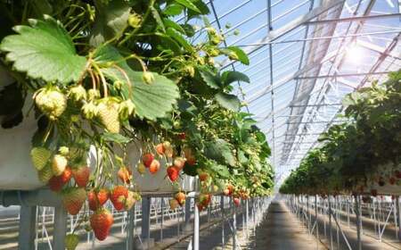 【2026年先行予約】紅ほっぺ280g×6P(合計1.68kg) 完熟いちご イチゴ フルーツ 果物 6890