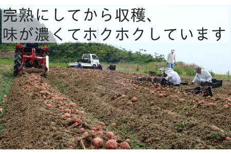 【夏季限定】有機ジャガイモ 2.2㎏～2.7㎏ （6月・7月・8月発送）農薬・化学肥料不使用 有機JAS認証 オーガニック 野菜 じゃがいも 馬鈴薯 ばれいしょ アンデスレッド キタアカリ メークイン 2132