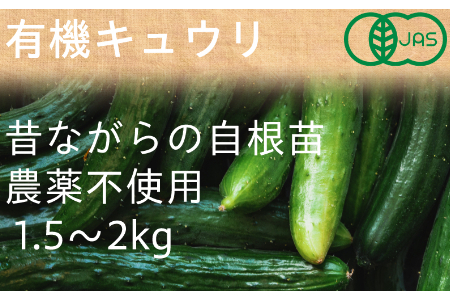 【夏季限定】有機キュウリ1.5～2kg（6月・7月・8月発送）農薬・化学肥料不使用 有機JAS認証 オーガニック 野菜 きゅうり 胡瓜 2134