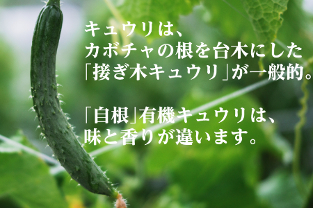 【夏季限定】有機キュウリ1.5～2kg（6月・7月・8月発送）農薬・化学肥料不使用 有機JAS認証 オーガニック 野菜 きゅうり 胡瓜 2134