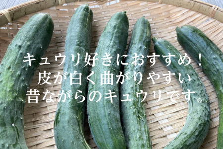 【夏季限定】有機キュウリ1.5～2kg（6月・7月・8月発送）農薬・化学肥料不使用 有機JAS認証 オーガニック 野菜 きゅうり 胡瓜 2134