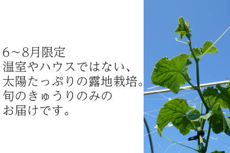 【夏季限定】有機キュウリ1.5～2kg（6月・7月・8月発送）農薬・化学肥料不使用 有機JAS認証 オーガニック 野菜 きゅうり 胡瓜 2134