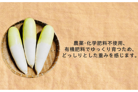 【冬季限定】有機ダイコン6㎏(5本～8本)（12月・1月・2月発送）農薬・化学肥料不使用 有機JAS認証 オーガニック 野菜 だいこん 大根 2136