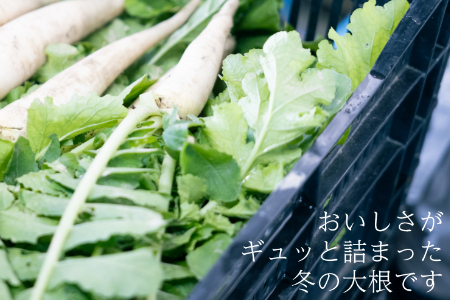 【冬季限定】有機ダイコン6㎏(5本～8本)（12月・1月・2月発送）農薬・化学肥料不使用 有機JAS認証 オーガニック 野菜 だいこん 大根 2136