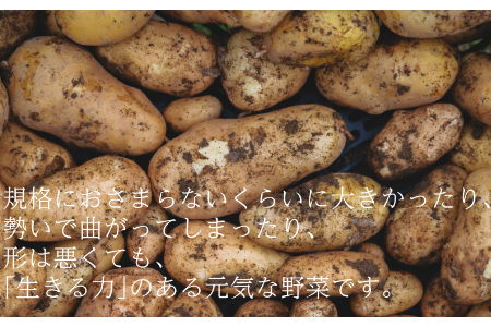 【訳あり（フードロス）】有機ジャガイモ3㎏（6月・7月・8月発送）規格外 オーガニック 野菜 無農薬 じゃがいも 馬鈴薯 ばれいしょ アンデスレッド キタアカリ メークイン 2137