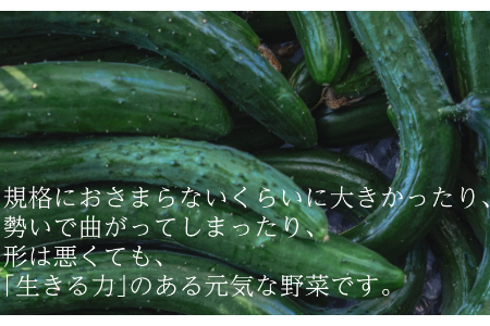 【訳あり（フードロス）】有機キュウリ2～3㎏（6月・7月・8月発送）規格外 オーガニック 野菜 無農薬 きゅうり 胡瓜 2139