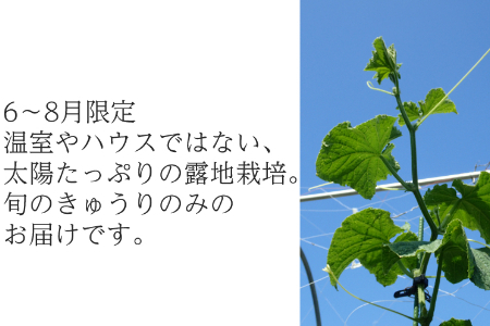 【訳あり（フードロス）】有機キュウリ2～3㎏（6月・7月・8月発送）規格外 オーガニック 野菜 無農薬 きゅうり 胡瓜 2139
