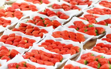 掛川産完熟いちご 紅ほっぺ  280g×6P 1.68kg(8～15粒入×6P)　５月発送　6433