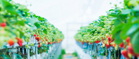 【年内お届け】紅ほっぺ 約560g  | ふるなび限定いちご FN-Limited-SP 6889●