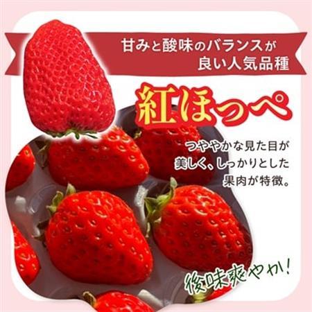 【2026年発送】静岡県産いちご「紅ほっぺ+すずの薫り」6パック 約1.6kg(約270g×6)【配送不可地域：離島・北海道・沖縄県・東北・中国・四国・九州】【1127879】