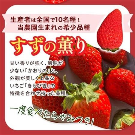 【2026年発送】静岡県産いちご「紅ほっぺ+すずの薫り」6パック 約1.6kg(約270g×6)【配送不可地域：離島・北海道・沖縄県・東北・中国・四国・九州】【1127879】