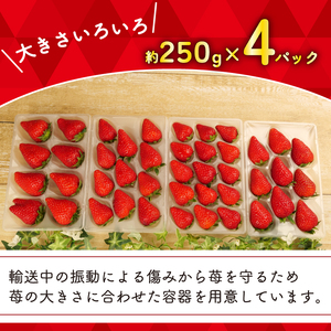 【先行予約 : 2025年1月?2025年2月発送予定 】 いちご きらぴ香 約1kg 約250g×4パック 朝どれ 完熟 苺 産地 直送 フレッシュ イチゴ 贈答 フルーツ 果物 国産 静岡県 藤枝市