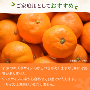 【配送期間：2025年1月上旬?順次発送】 訳あり 家庭用 青島 みかん 10kg 果物 国産 フルーツ 柑橘 蜜柑 期間限定 季節限定 訳あり品 大きさ 不揃い ミカン 静岡県 藤枝市