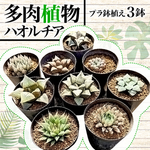 多肉植物 ハオルチア プラ 鉢植え おまかせ ３鉢 セット 観葉植物 プラ鉢 ミニサイズ 植物 人気 趣味 インテリア ナチュラル 自然 緑 かわいい 初心者 （おまかせ多肉植物 プラ鉢植え多肉植物 多肉植物セット）