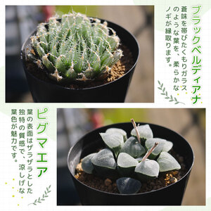 多肉植物 ハオルチア おまかせ3鉢セット 多肉植物 | 静岡県藤枝市