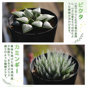 多肉植物 ハオルチア おまかせ3鉢セット 多肉植物 | 静岡県藤枝市