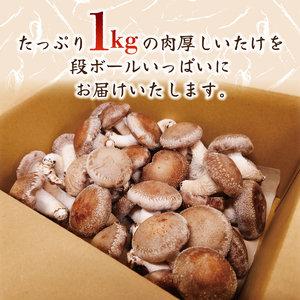 しいたけ 1kg 椎茸 生しいたけ