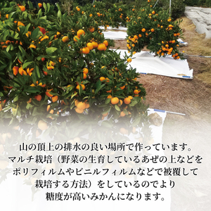 【2026年1月上旬】先行予約 訳あり みかん 5kg L〜2L 【静岡】 / 青島 ミカン 果物 国産  青島みかん フルーツ 柑橘 数量 限定 マルチ栽培 蜜柑 大小 ミックス 不揃い ビタミン