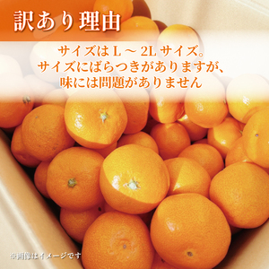 【2026年1月上旬】先行予約 訳あり みかん 5kg L〜2L 【静岡】 / 青島 ミカン 果物 国産  青島みかん フルーツ 柑橘 数量 限定 マルチ栽培 蜜柑 大小 ミックス 不揃い ビタミン