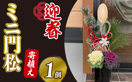 【先行予約】 門松 ミニ 寄植え 6号 ロング 鉢入り お正月 迎春 新春 福 豪華 竹 生竹 シンプル 葉牡丹 葉ボタン 和 洋 2025年12月中旬より順次発送 オンライン決済限定