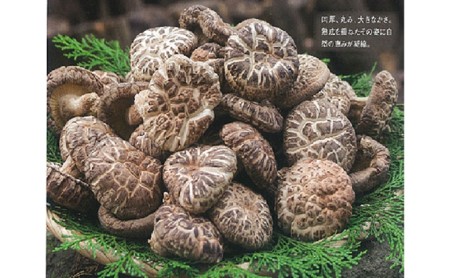 清助どんこ