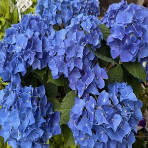 【先行予約】 母の日に！ アジサイ 青 5号 2026年5月から順次発送 オンライン決済限定 花 花