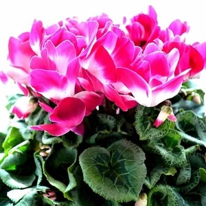 花 シクラメン 6号鉢植え花 鉢花 プルマージュ 花 花