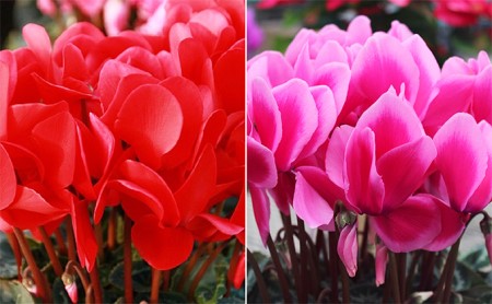 花 シクラメン 鉢植え 5号 2鉢 2色 セット 花 花 オンライン決済限定
