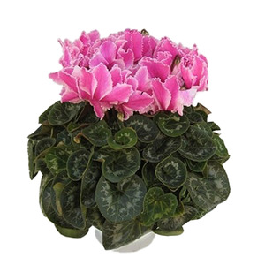 花 シクラメン 鉢植え 5号 2鉢 2色 セット 花 花 オンライン決済限定