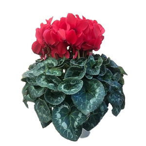 花 シクラメン 鉢植え 5号 2鉢 2色 セット 花 花 オンライン決済限定